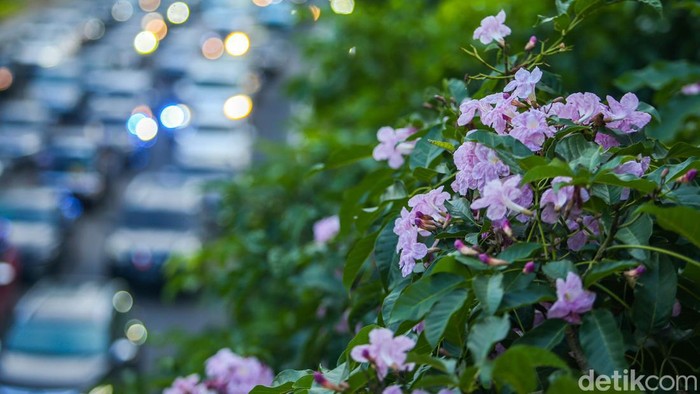 Bunga tabebuya atau handroanthus chrysotrichus mulai bermekaran di Jalan Sudirman, Jakarta.