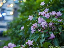 Mengenal Bunga Tabebuya yang Mekar di Jakarta, Si Cantik Penyerap Polusi