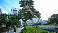 Bunga tabebuya juga bermekaran di kawasan Sudirman. Mekarnya bunga yang mirip sakura itu memberi suasana berbeda kawasan tersebut. Rifkianto Nugroho/detikcom