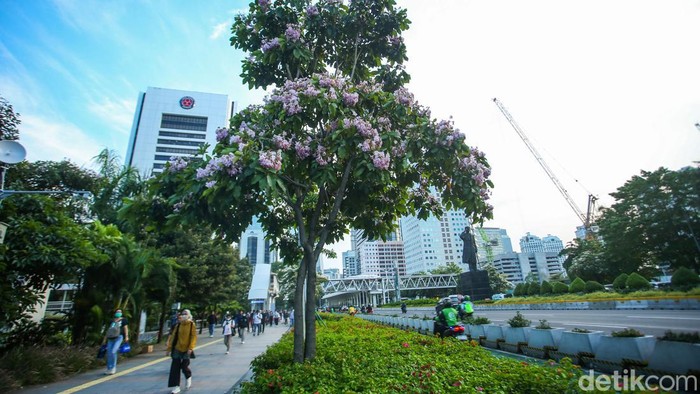 Bunga Tabebuya Bermekaran di Jalan Sudirman Jakarta Bunga tabebuya atau handroanthus chrysotrichus mulai bermekaran di Jalan Sudirman, Jakarta.