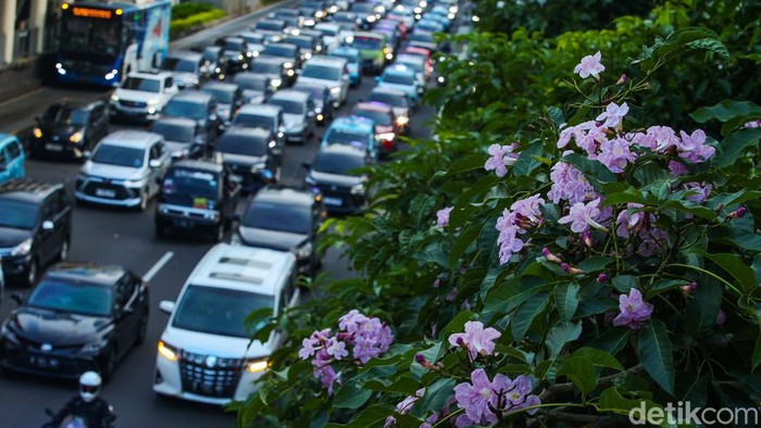 Bunga Tabebuya Bermekaran di Jalan Sudirman Jakarta Bunga tabebuya atau handroanthus chrysotrichus mulai bermekaran di Jalan Sudirman, Jakarta.