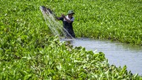 Tanaman air itu dapat menyebabkan pendangkalan sungai. 