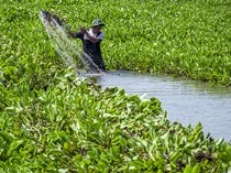 Eceng Gondok Kotori Sungai Citarum