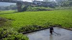Eceng Gondok Kotori Sungai Citarum