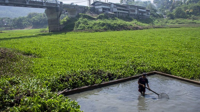 Warga membersihkan tanaman eceng gondok yang menutupi permukaan sungai Citarum di Cililin, Kabupaten Bandung Barat, Jawa Barat, Sabtu (28/9/2024). Warga setempat mengeluhkan banyaknya tanaman eceng gondok yang menutupi permukaan sungai tersebut karena menyebabkan pendangkalan, mengganggu lalu lintas perahu dan kesulitan mencari ikan yang menjadi mata pencaharian sebagian masyarakat di daerah tersebut. ANTARA FOTO/Abdan Syakura/agr/nym.