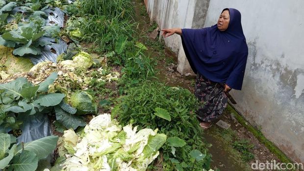 Seorang petani di Kaponan, Kecamatan Pakis membersihkan kubis untuk disedekahkan kepada orang yang mau, Sabtu (28/9/2024).