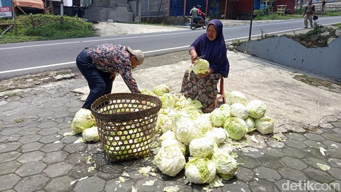 Seorang petani di Kaponan, Kecamatan Pakis membersihkan kubis untuk disedekahkan kepada orang yang mau, Sabtu (28/9/2024).