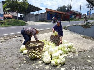 Petani Kubis Merugi di Magelang: Sekilo Cuma Rp 300, Pilih Disedekahkan