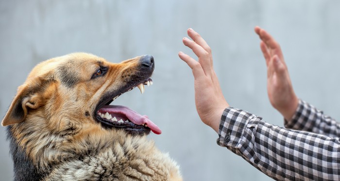 Ilustrasi anjing
