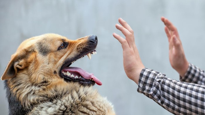 Ilustrasi anjing
