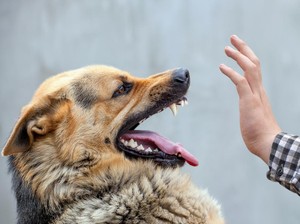 Sejak Kapan Kata Anjing Dianggap Kasar dalam Bahasa Sunda?