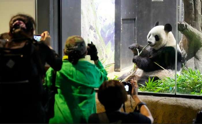Panda Ri Ri dan Shan Shan di Jepang