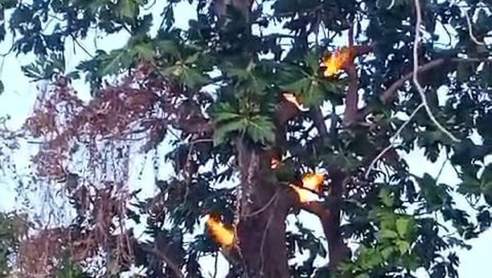 Penampakan pohon sukun di Pulau Sapudi Sumenep mengeluarkan yang api