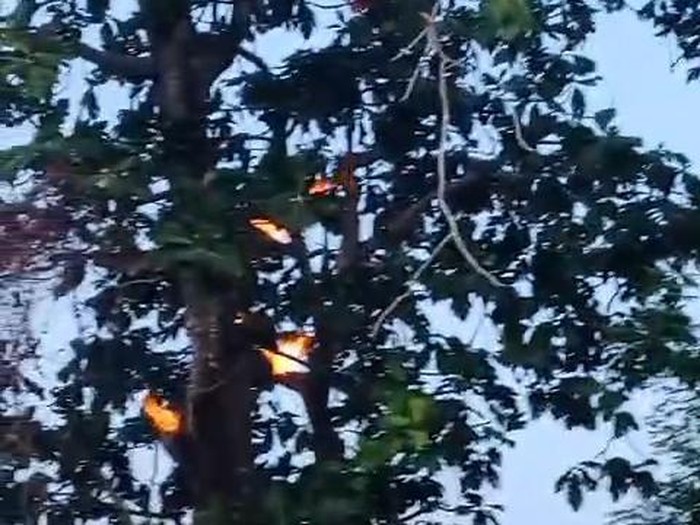 pohon sukun di sumenep mengeluarkan api