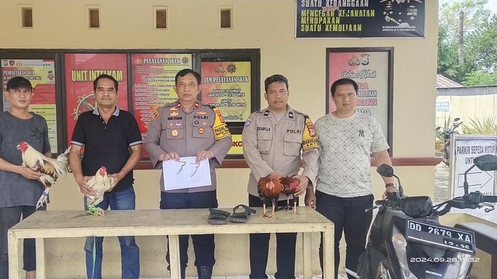 Polisi menggerebek arena judi sabung ayam di Makassar.