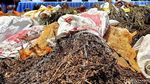 Pengungkapan Ladang Ganja di Lumajang