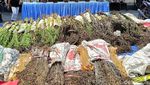Pengungkapan Ladang Ganja di Lumajang