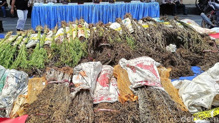 Polres Lumajang ungkap kasus penemuan ladang ganja Polres Lumajang ungkap kasus penemuan ladang ganja