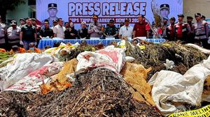 Pengungkapan Ladang Ganja di Lumajang