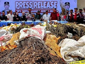 Pengungkapan Ladang Ganja di Lumajang