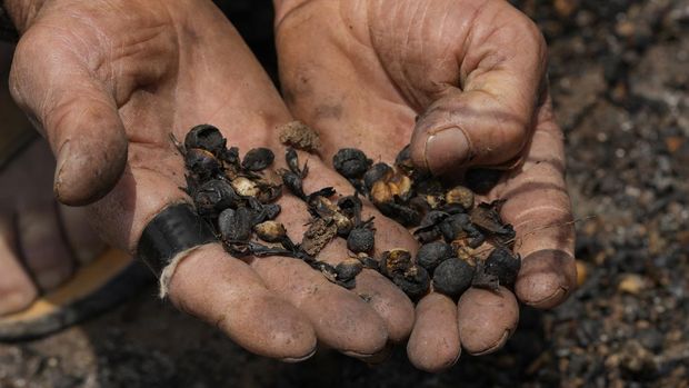 Produsen kopi Joao Rodrigues Martins memegang segenggam biji kopi yang rusak saat memeriksa perkebunannya yang terbakar hutan di daerah pedesaan Caconde, negara bagian Sao Paulo, Brasil, Rabu, 18 September 2024. (AP Photo/Andre Penner)