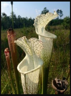 Tanaman pemakan daging serangga (karnivora) Sarracenia sp.