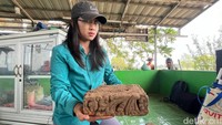 Mereka menemukan 2 bata berukir di titik gali yang sama. Relief pada kedua bata bermotif sulur.