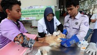 Selain divaksinasi, dokter hewan juga memeriksa kesehatan dan memberi makan kucing liar tersebut.