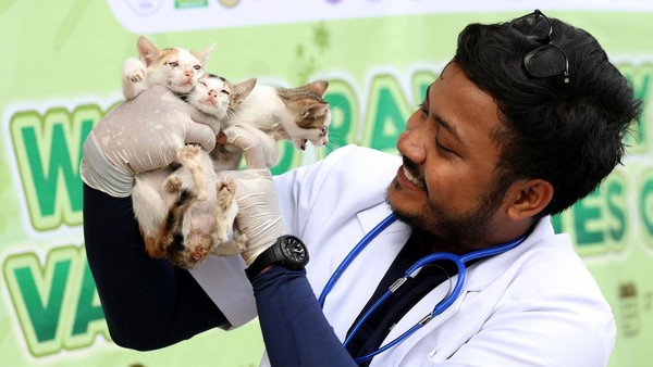 Vaksinasi Rabies untuk Kucing Liar Terus Digalakkan