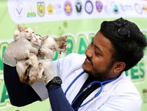Vaksinasi Rabies untuk Kucing Liar Terus Digalakkan
