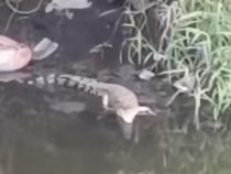 Heboh Buaya Muncul di Sungai Dekat Kampus Surabaya