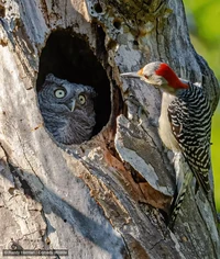 Comedy Wildlife Photography Awards 2024
