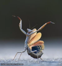Comedy Wildlife Photography Awards 2024