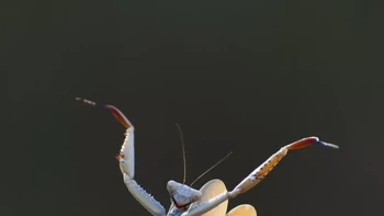 Supermodel pun kalah dengan pose belalang ini. Mantis Flamenca karya Jose Miguel Gallego Molina. Foto: Jose Miguel Gallego Molina/Comedy Wildlife Photography Awards 2024