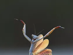 Gemas! Aksi Kocak Para Hewan di Finalis Comedy Wildlife Photo Awards