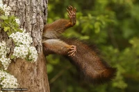 Comedy Wildlife Photography Awards 2024