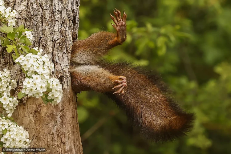 Comedy Wildlife Photography Awards 2024