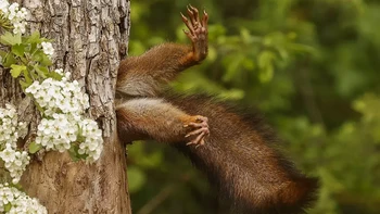 Kasihan tupainya nyangkut. Stuck squirrel katya Milko Marchetti. Foto: Milko Marchetti/Comedy Wildlife Photography Awards 2024
