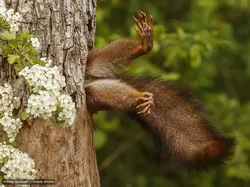 Gemas! Aksi Kocak Para Hewan di Finalis Comedy Wildlife Photo Awards