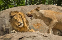Comedy Wildlife Photography Awards 2024