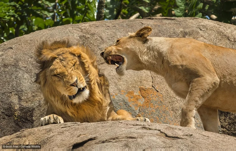 Comedy Wildlife Photography Awards 2024