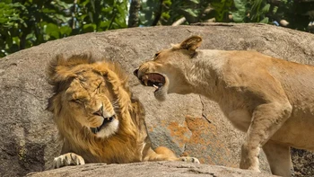 Kelompok suami takut istri. Naggung is a universal concept karya Scott Frier. Foto: Scott Frier/Comedy Wildlife Photography Awards 2024