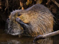 Comedy Wildlife Photography Awards 2024