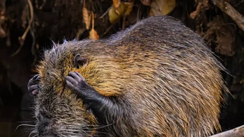 Aduh besok Senin lagi, keluh si capybara. Monday Again karya Christopher Arnold. Foto: Christopher Arnold/Comedy Wildlife Photography Awards 2024