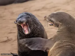 Gemas! Aksi Kocak Para Hewan di Finalis Comedy Wildlife Photo Awards