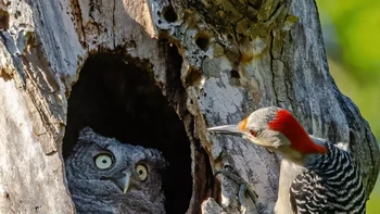 Siapa kamu? tanya si burung hantu. Youre not my mother karya Randy Herman. Foto: Randy Herman/Comedy Wildlife Photography Awards 2024