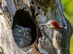 Gemas! Aksi Kocak Para Hewan di Finalis Comedy Wildlife Photo Awards