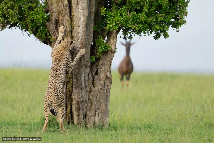 Comedy Wildlife Photography Awards 2024