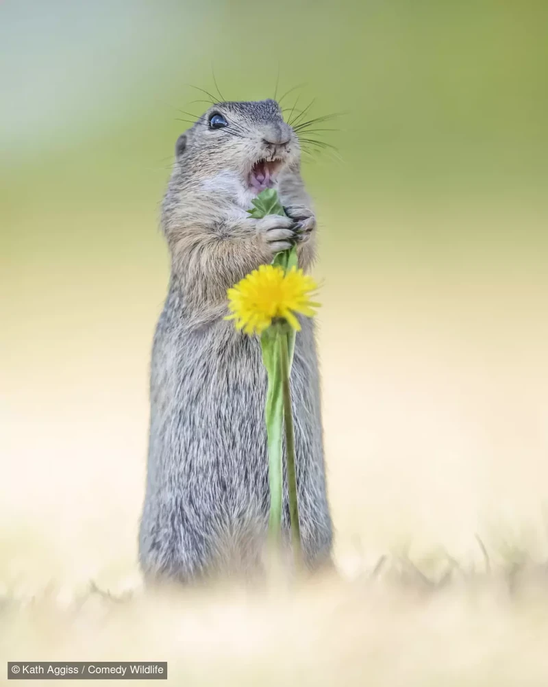 Comedy Wildlife Photography Awards 2024