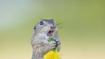 Pemanasan vokal sebelum konser. Song of the Zeisel karya Kath Aggiss. Foto: Kath Aggiss/Comedy Wildlife Photography Awards 2024